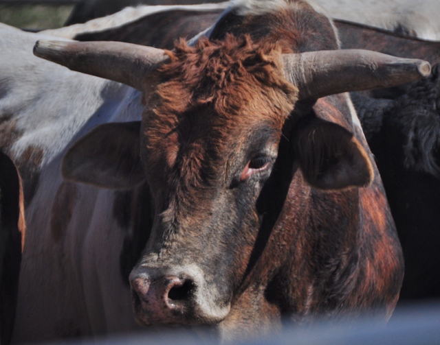 bull charger